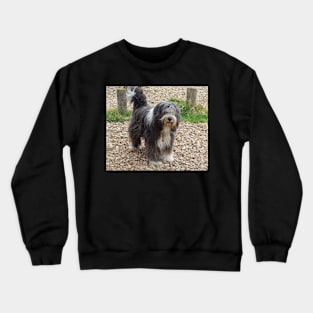 Bearded Collie Beachcombing - Beardie on the Beach Crewneck Sweatshirt